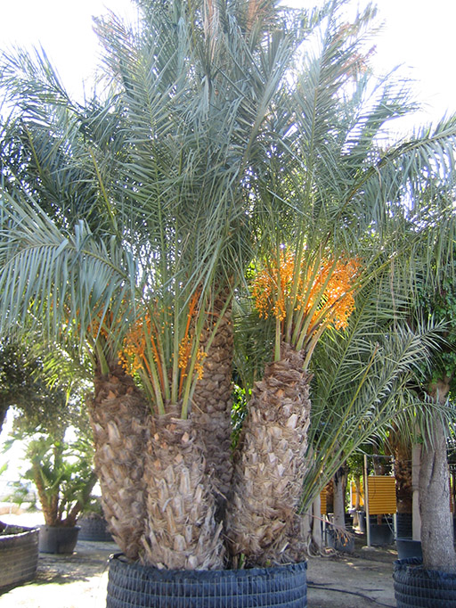 Palmera datilera con dátiles amarillos en un vivero de plantas ejemplares.